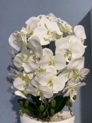 Duży Storczyk 3 pędowy w doniczce Kwiat orchidea. Dzień Matki.