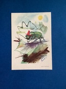 JANUSZ GRABIAŃSKI - POCZTÓWKA - „ŻUCZEK” - 1963 rok