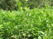 Jesion wyniosły sadzonki