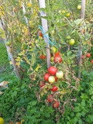 Pomidor kolekcjonerski, mały twardy