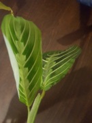 Maranta Leuconeura lemon lime cięta 