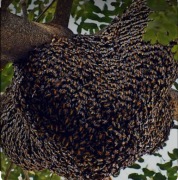 Roje pszczele gmina Bielsk Podlaski