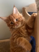 Maine Coon Koty rasowe