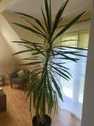 Piękna Yuka do sprzedania 