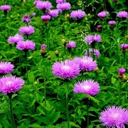 Chaber białawy bylina wieloletnia sadzonka doniczka 1 litr 