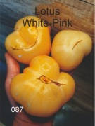 087-Lotus White-Pink. Pomidory kolekcjonerskie.