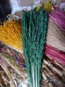 Trawa leśna ciemna zieleń trzcinnik zboże susz naturalne trawy na palmy 