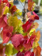 JUDASZOWIEC 'ETERNAL FLAME'- Cercis canadensis 