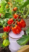 Pitanga Red. Bardzo plenny pomidor na sosy.