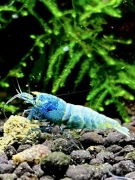Blue Bolt - krewetki Caridina
