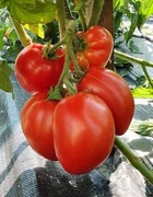 Pomidor Dwarf Red Heart. Do donic i gruntu. Super plenny i wczesny