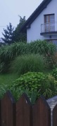 MISKANT OLBRZYMI -KŁĄCZA
