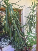 Yucca drzewko do salonu