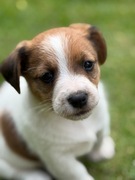Jack Russell Terrier od # SMARTIE JACKS# PUPPIES piesek 