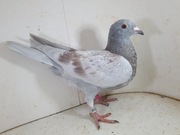 Samiec Po Oryg. Team Schlief Stiens Linia The Blue Olympiade