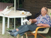 Srebrniak Gołębie Ozdobne