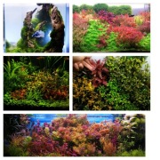 Tytan 1000 dawek, 25ml, dla roślin akwariowych