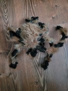 Wielki sztuczny pająk tarantula halloween