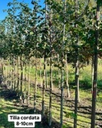 lipa Greenspire, Winter Orange, 8-30cm, duże lipy, kopane