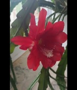 Epiphyllum czerwone kwiaty 