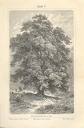 Drzewa - Liście   oryginalna XIX w. grafika do aranżacji wnętrza