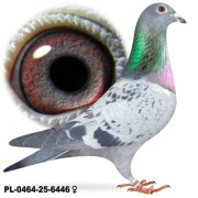 Samica Vandenabeele Po super lotnikach oryg. Gebr Pouw 