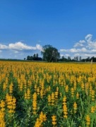 Łubin żółty szerokolistny mister ostatnie 15kg