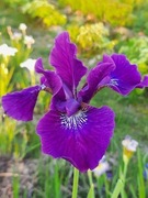 Irys syberyjski 'Active Duty ' Iris sibirica