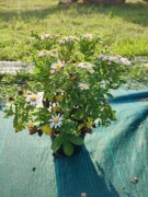 Aster żeniszkowaty "Asmo"
