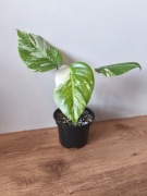 Piękna Monstera Variegata Deliciosa 3 liście -  ukorzeniona 