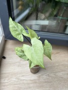 Syngonium ngern lai ma podłużne jasne liscie