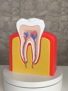 Model anatomiczny zęba 3D