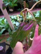 philodendron elegance=cięty szczyt