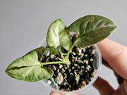 Syngonium kolekcjonerskie Tricolor Chocolate hydroponice 