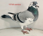 100%  Jos Thone, gołębie pocztowe