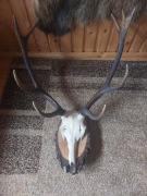 Poroże Jelenia w bardzo dobrym stanie 