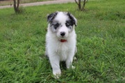 Border Collie piesek blue merle