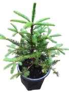 Jodła szlachetna Nobilis