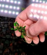 Anubias Micro  MINI Anubias | Kępa z korzeniami  Idealny na przód akwarium