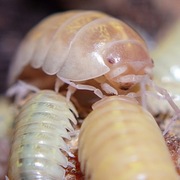 Armadillidium vulgare albino t+, isopody, kulanki, 10 szt.