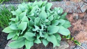 Funkia/hosta sadzonka