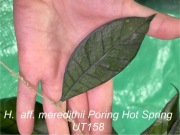 Hoya aff. meredithii Poring Hot Spring UT158