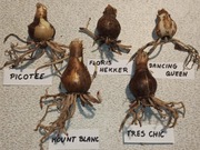 Cebule Hippeastrum (Amarylis)