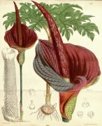 Amorphophallus konjac Rivieri bulwy 4szt w doniczce