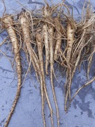 Szczeć pospolita korzeń świeżo kopany na nalewke 