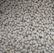 Łubin słodki worki 20kg zbiór 2025