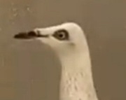 Srebrniak Adeno chudnięcie kręciek pomogę 