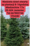 Plantacja choinek jodła świerk sosna