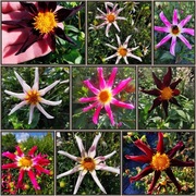 Dalia Honka -Mega Kolekcja 30 nasion.