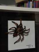 Ptasznik eksponat biologiczny wylinka ptasznika pająka w ramce prezent